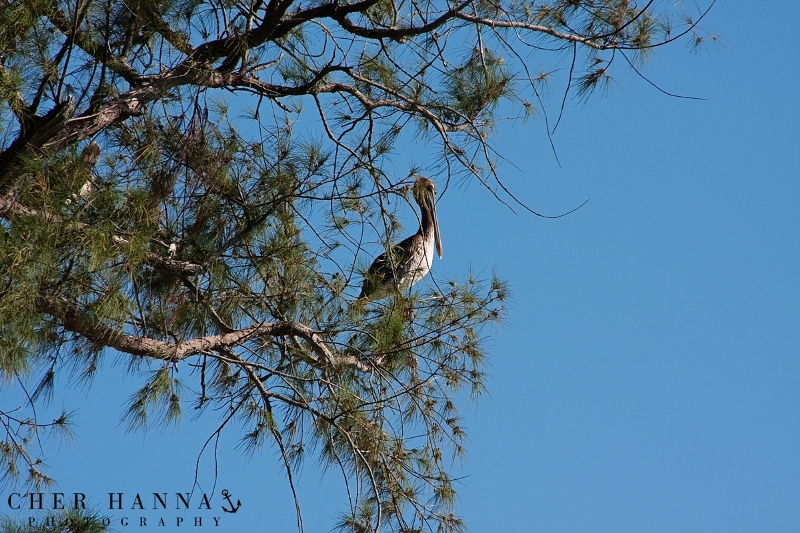 Tropical Island Destination Tent Wedding